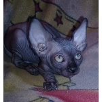 Донские котята ДГГ