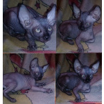 Донские котята ДГГ