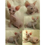 Донские котята ДГГ