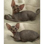 Донские котята ДГГ