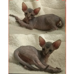 Донские котята ДГГ