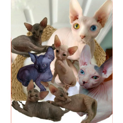 Донские котята ДГГ