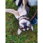 Всегда всем довольный небольшой пёсик