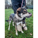 Всегда всем довольный небольшой пёсик