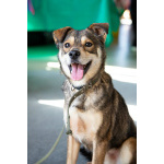 Всегда всем довольный небольшой пёсик