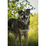 Всегда всем довольный небольшой пёсик