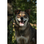 Всегда всем довольный небольшой пёсик