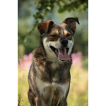 Всегда всем довольный небольшой пёсик