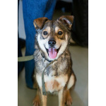 Всегда всем довольный небольшой пёсик