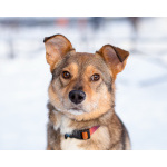 Очень трогательная собачка