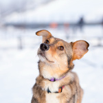 Очень трогательная собачка