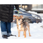 Очень трогательная собачка