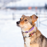 Очень трогательная собачка