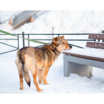 Очень трогательная собачка