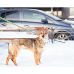 Очень трогательная собачка