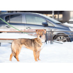 Очень трогательная собачка