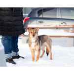 Очень трогательная собачка