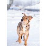 Очень трогательная собачка