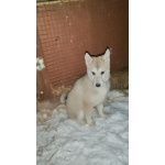 Продам щенков лайки западно-сирибирских от Чемпиона