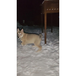 Продам щенков лайки западно-сирибирских от Чемпиона