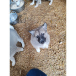 Продам щенков лайки западно-сирибирских от Чемпиона