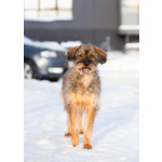 Редкой внешности собачка ищет дом