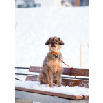 Редкой внешности собачка ищет дом