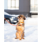 Редкой внешности собачка ищет дом