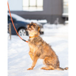 Редкой внешности собачка ищет дом