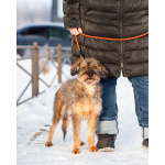 Редкой внешности собачка ищет дом