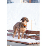 Редкой внешности собачка ищет дом