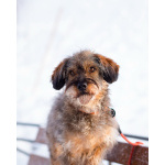 Редкой внешности собачка ищет дом