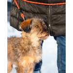 Редкой внешности собачка ищет дом