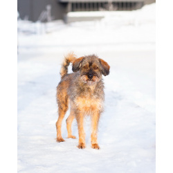 Редкой внешности собачка ищет дом