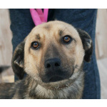 Семейный пёс небольшого размера