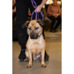 Семейный пёс небольшого размера