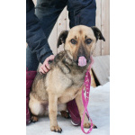 Семейный пёс небольшого размера