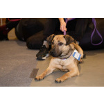 Семейный пёс небольшого размера