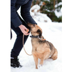 Семейный пёс небольшого размера