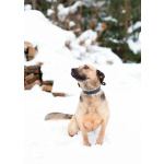 Семейный пёс небольшого размера