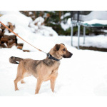 Семейный пёс небольшого размера