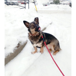 Совсем маленькая собачка, 7 кг