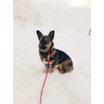 Совсем маленькая собачка, 7 кг