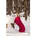 Трогательная принцесса Нала ищет свой дом!