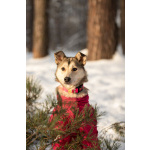 Трогательная принцесса Нала ищет свой дом!