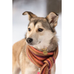 Трогательная принцесса Нала ищет свой дом!