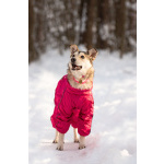 Трогательная принцесса Нала ищет свой дом!