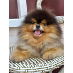 Вязка шпица черно-подпалого окраса