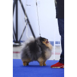 Вязка шпица черно-подпалого окраса