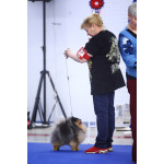 вязка шпица